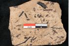 Foto (Detailansicht) von Callitris brongniartii Endl. (NHMW-GEO-2024-0188-8224)